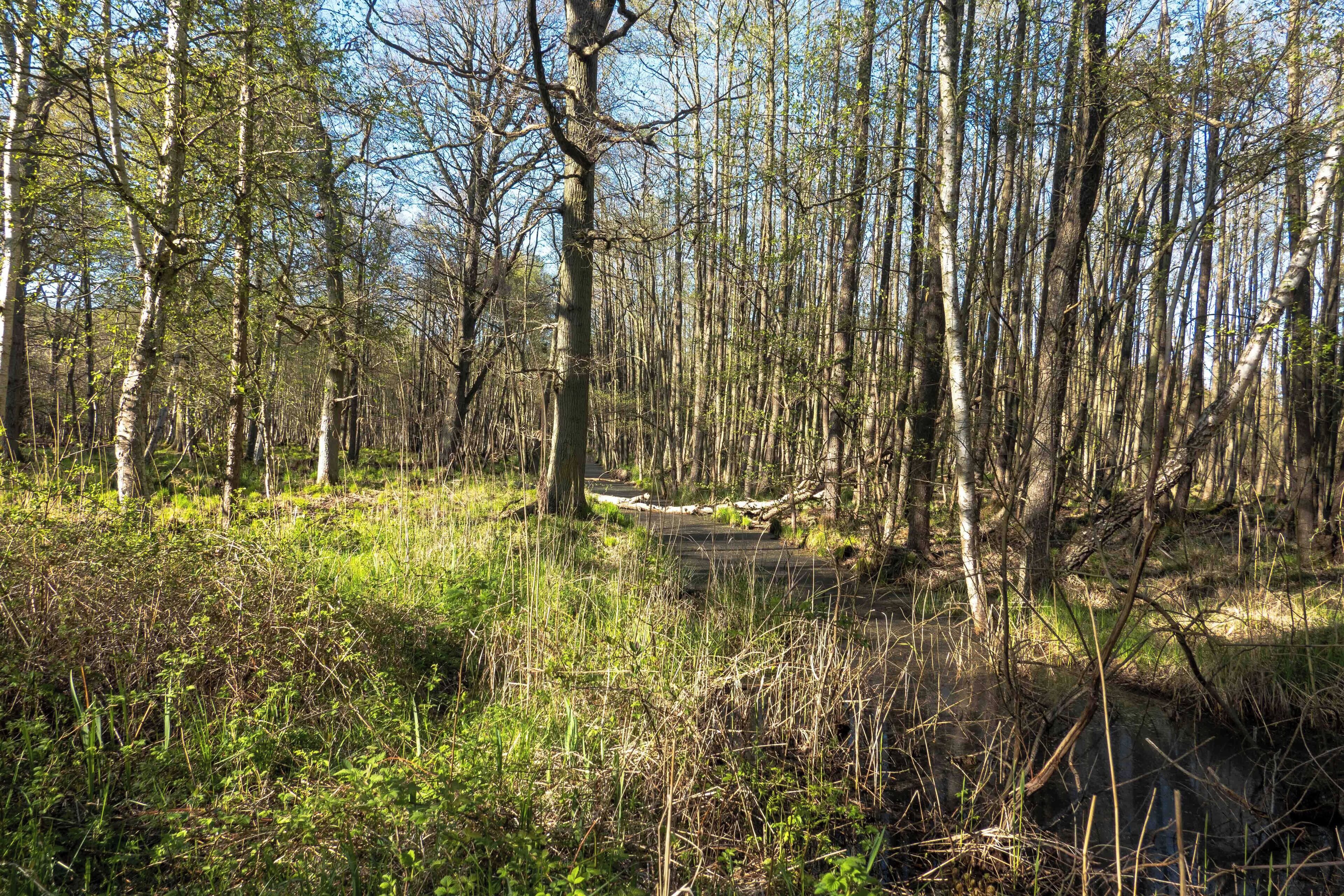 A forested area with a small stream and a fallen tree.