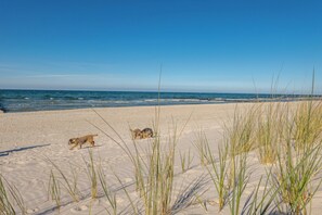 Playa en los alrededores y camastros 