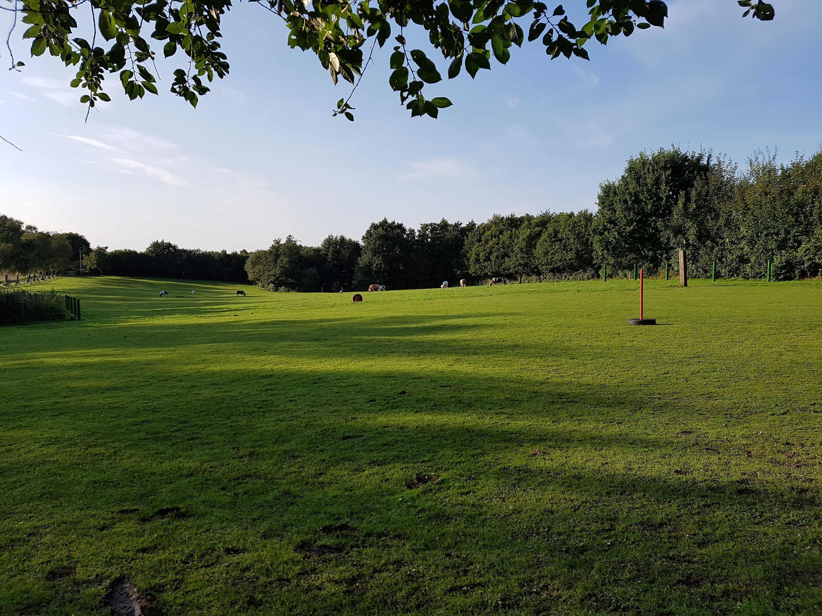 Un champ herbeux avec des arbres et quelques vaches qui paissent.
