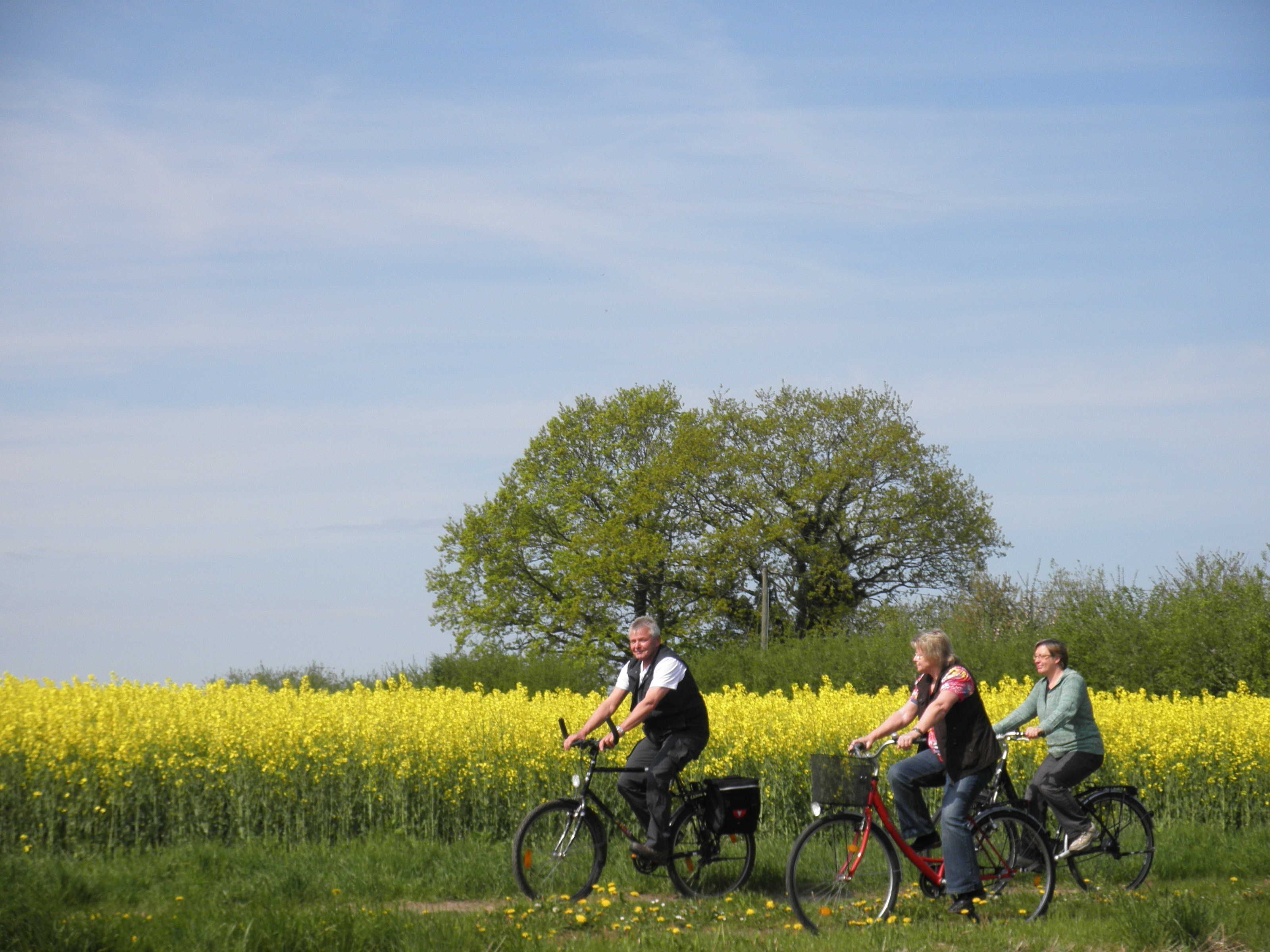 Three people riding bicycles in a field with yellow flowers and a large tree in the background.