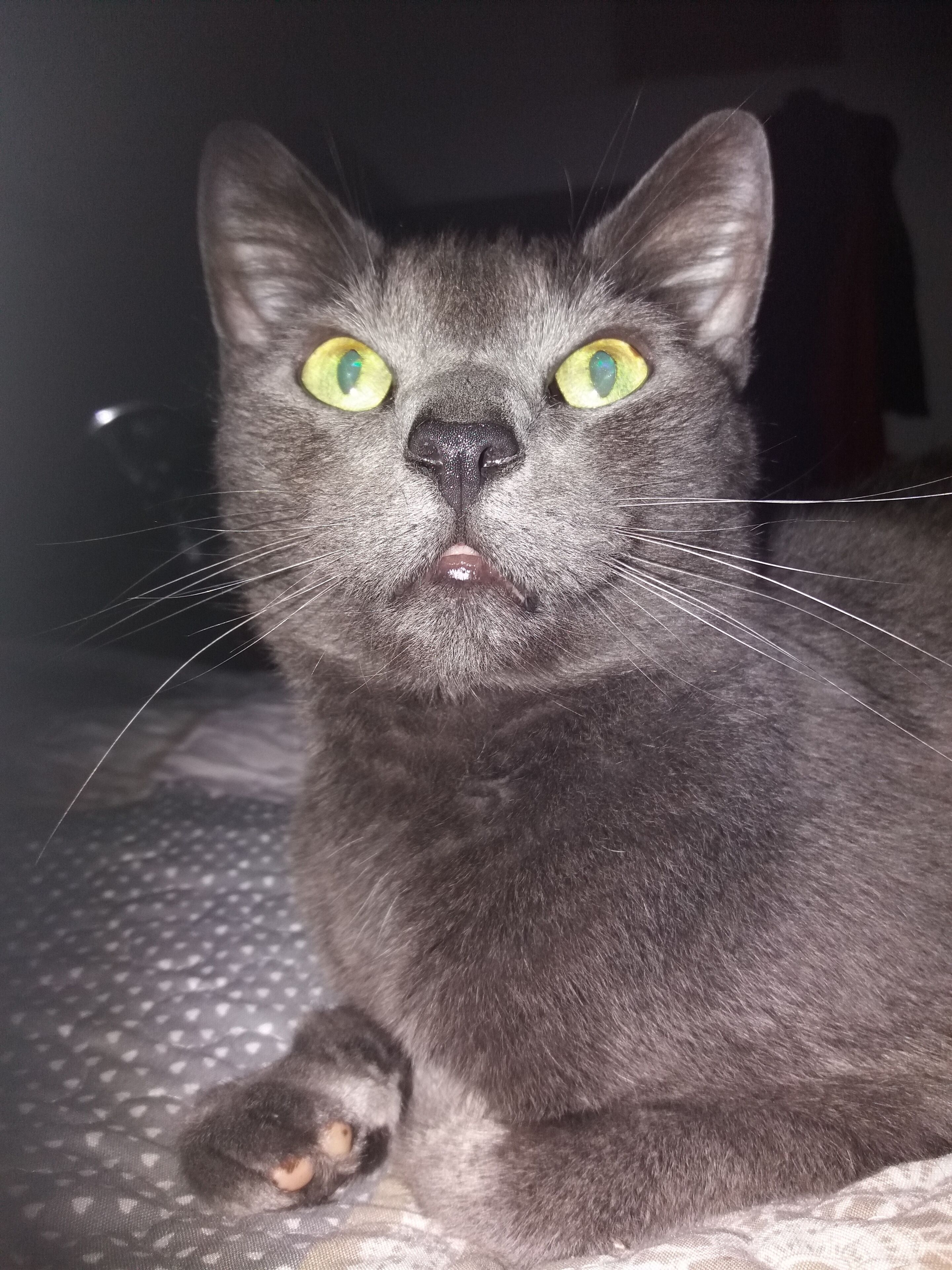 Photo - secret d une nuit chambres d hotes ,hotel ,a vicq prės de onnaing,avec piscine