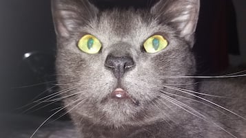 Un chat gris aux yeux jaunes, allongé sur une surface en tissu à motifs.
