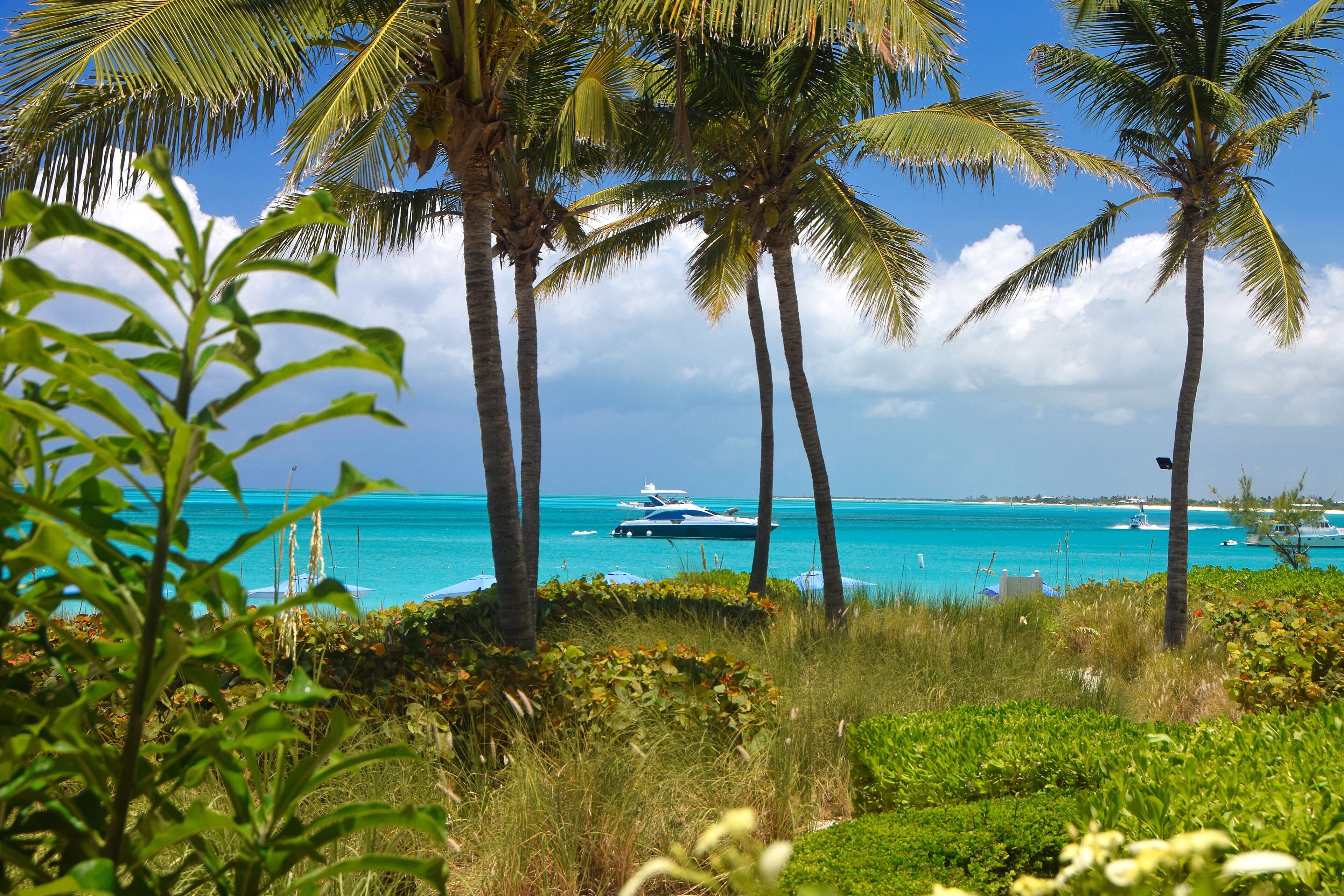 A tropical beach with palm trees and a clear blue sea.