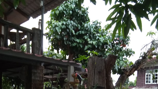 Un espacio al aire libre rústico con una estructura de madera, un árbol grande y diversas plantas.