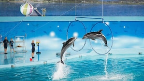 Dolphins performing in a pool with trainers, a beach view, and a lifeguard stand. - Minh Duc Hotel (Tuan Chau)