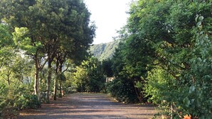 Un camino de grava bordeado por abundante vegetación y árboles, que conduce a una colina distante.