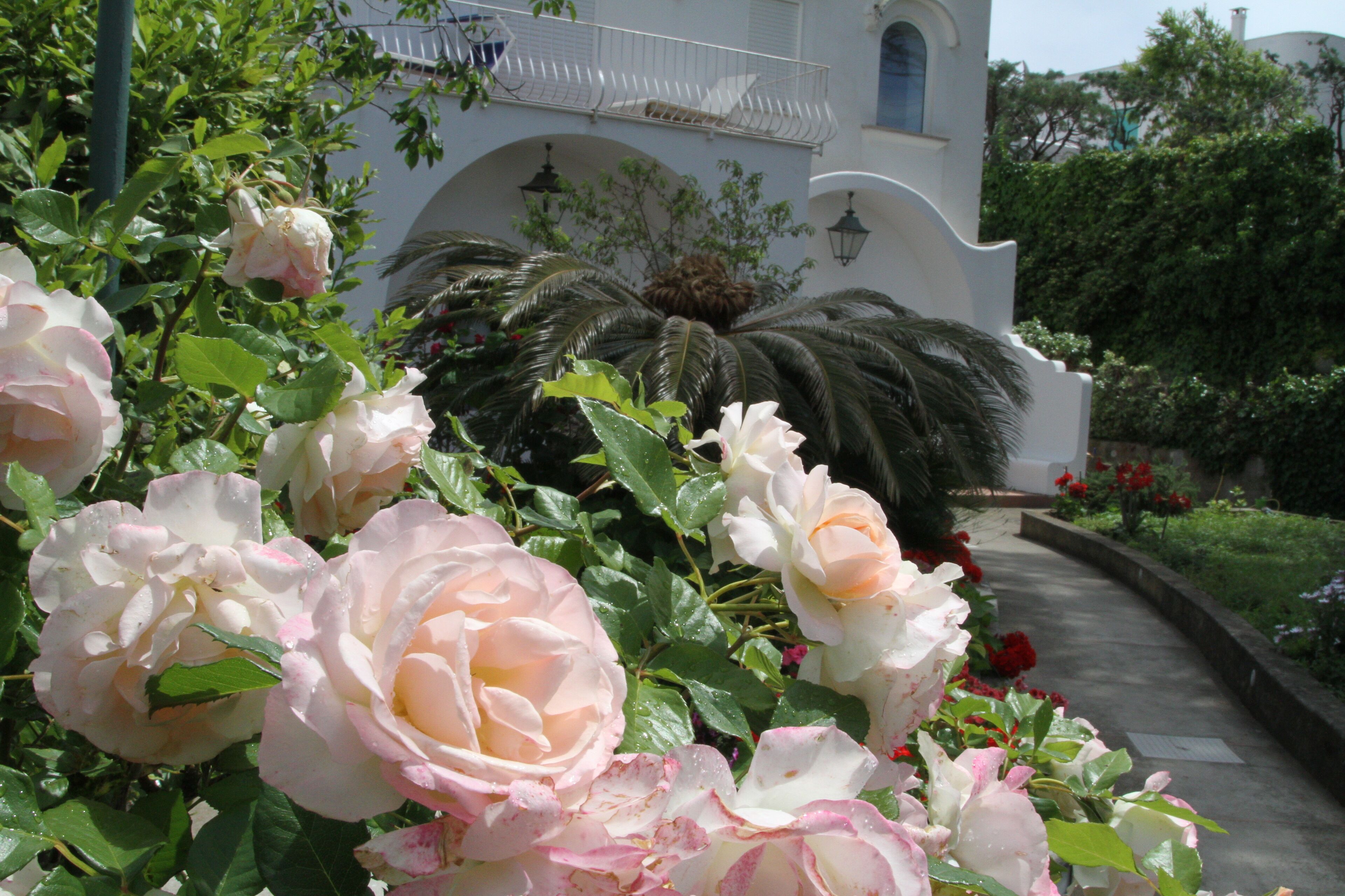 Un jardín con rosales floreciendo y un edificio blanco con ventanas arqueadas y un balcón.