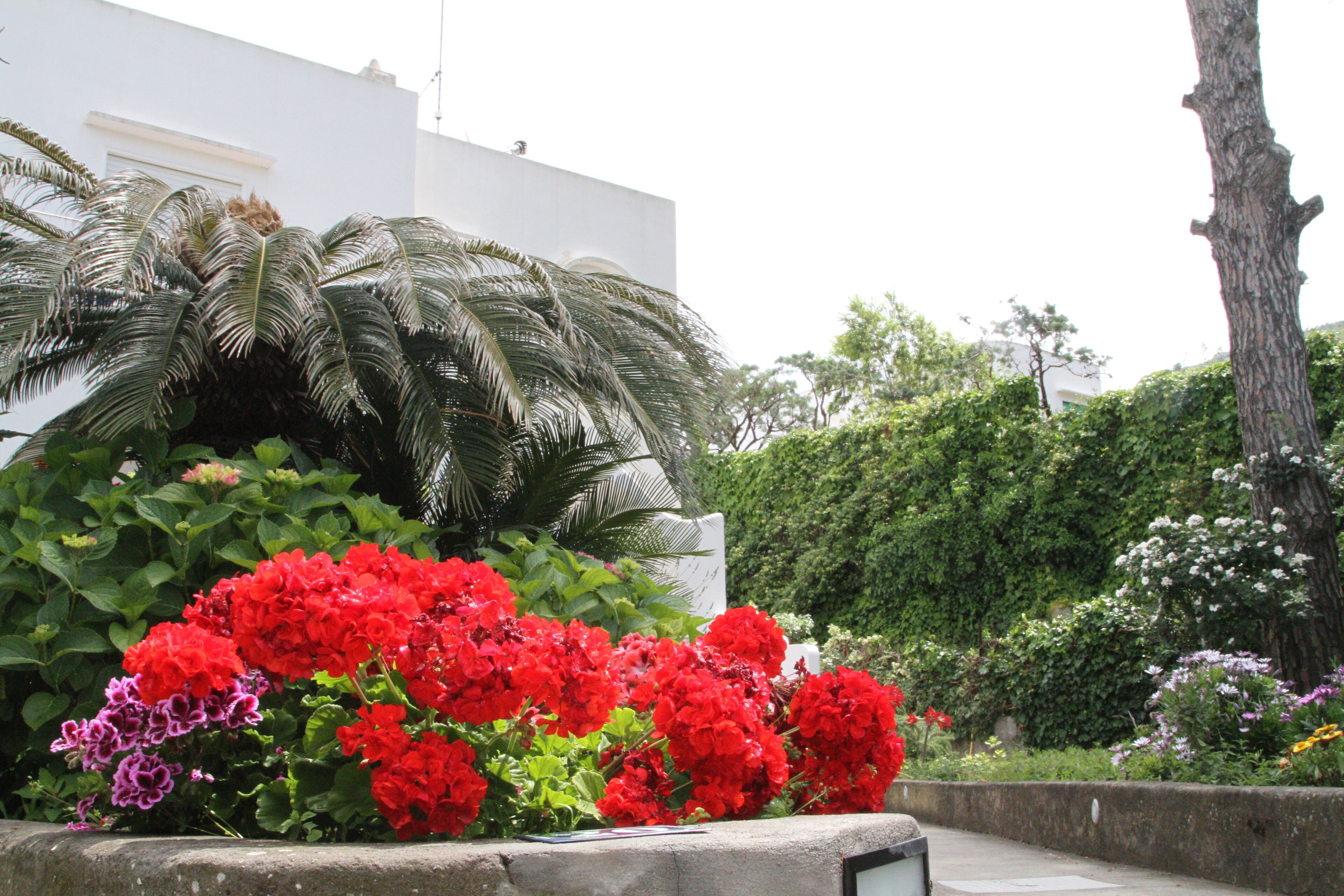 A garden with red and purple flowers, a palm tree, and a white building.