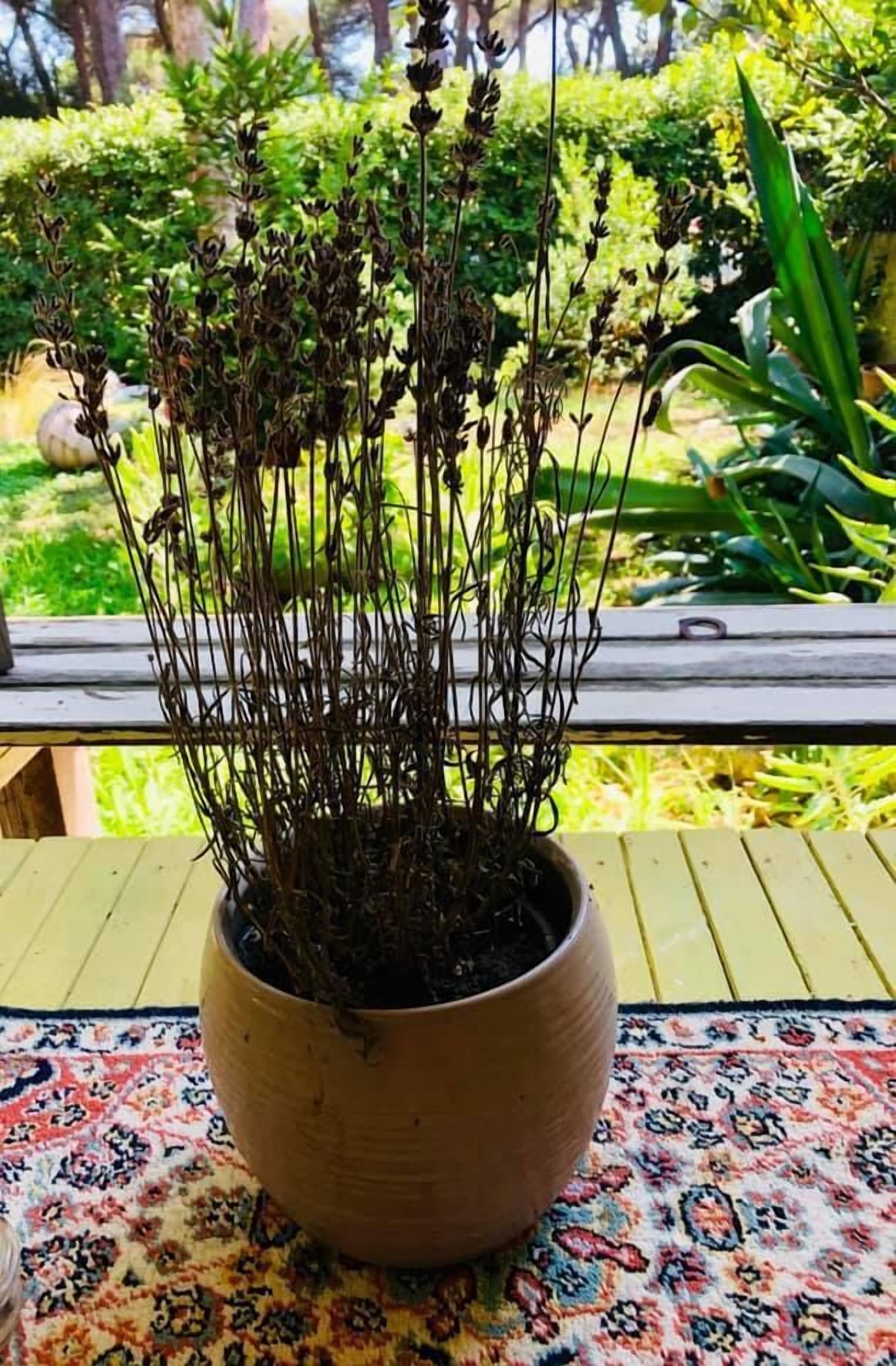 A potted plant on a patterned table in an outdoor setting.