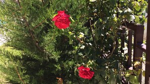 Un jardin avec une clôture en bois et un rosier aux fleurs rouges.