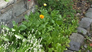 A garden with various plants and flowers, including roses and a yellow flower, against a stone wall. - Marco's Heuboden (Oberzissen)