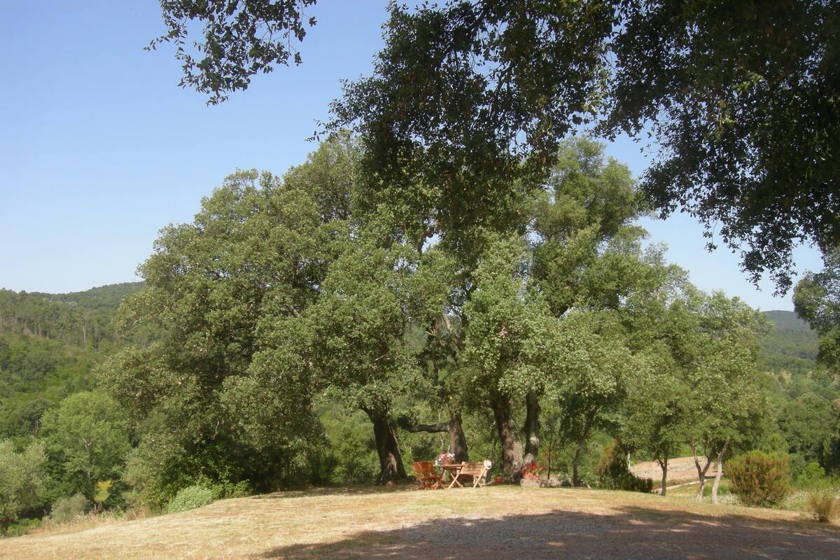 Un terrain de camping avec une table et des chaises sous un grand arbre, entouré d’une forêt dense et de collines.