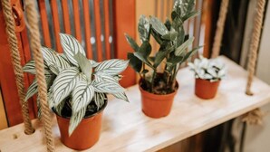 Three potted plants on a wooden shelf. - Michi (Hanoi)