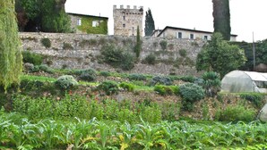 Un jardín con diversas plantas y un muro de piedra al fondo.