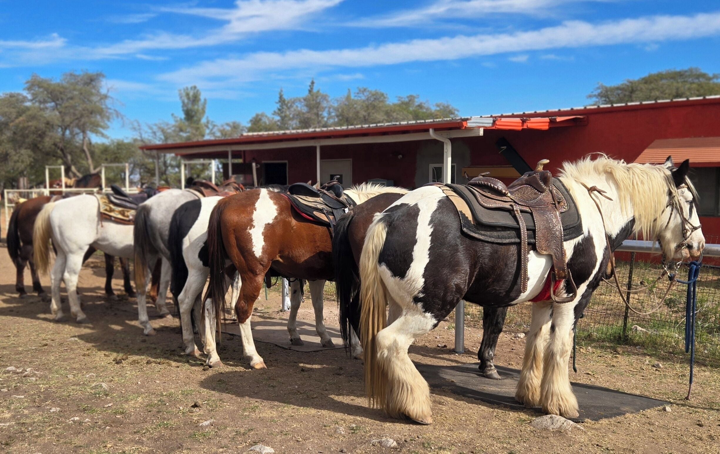 A row of horses with saddles, tied to a fence, in front of a red building.