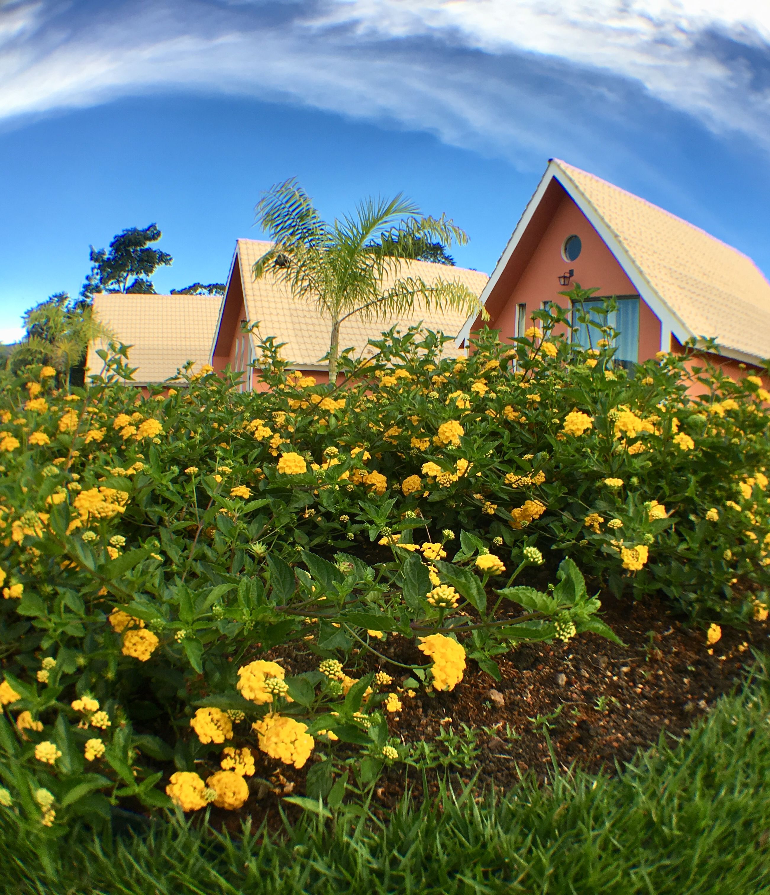 Jardim