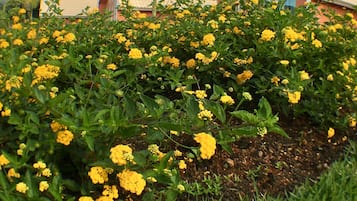 Jardim