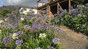 Agapanthus is the iconic flower of summer along the  coast 