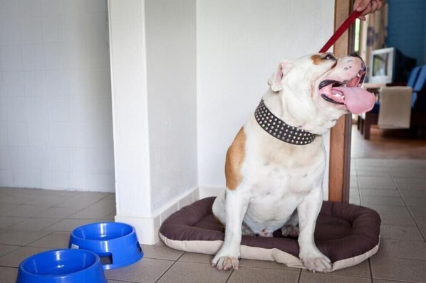Un perro sentado en una cama para mascotas en una habitación con piso de baldosas y una pared blanca.