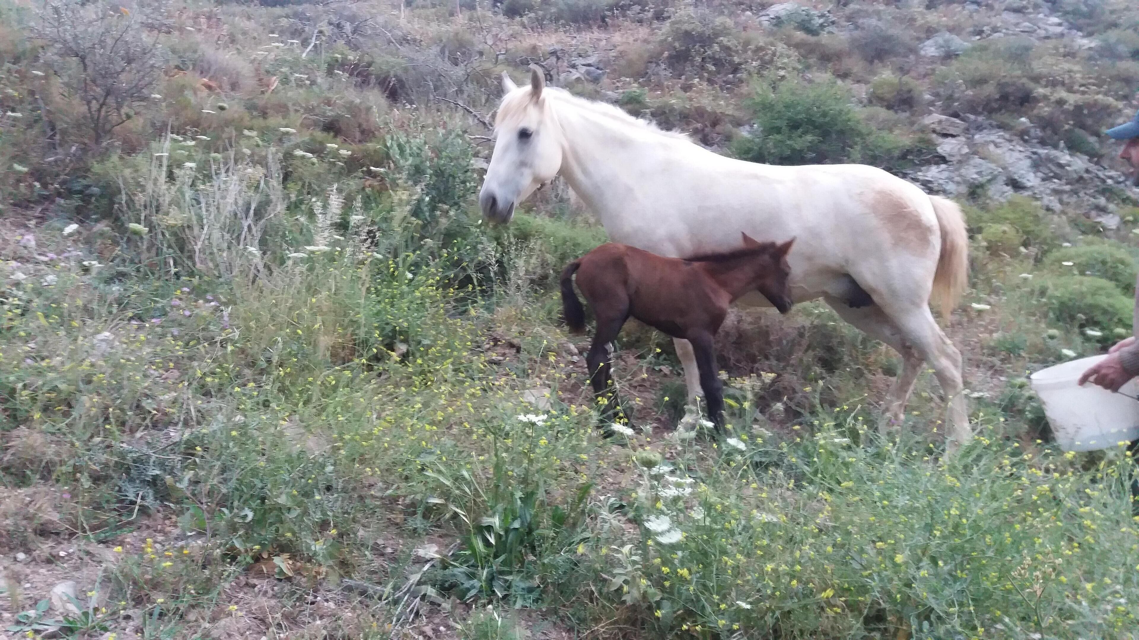 Un cheval blanc avec son poulain, évoluant dans un paysage naturel et rocheux où la végétation est clairsemée.