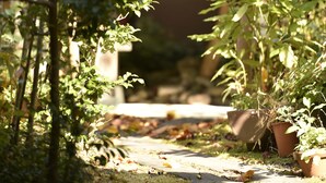 Un sendero en un jardín con plantas en macetas y un banco de piedra.