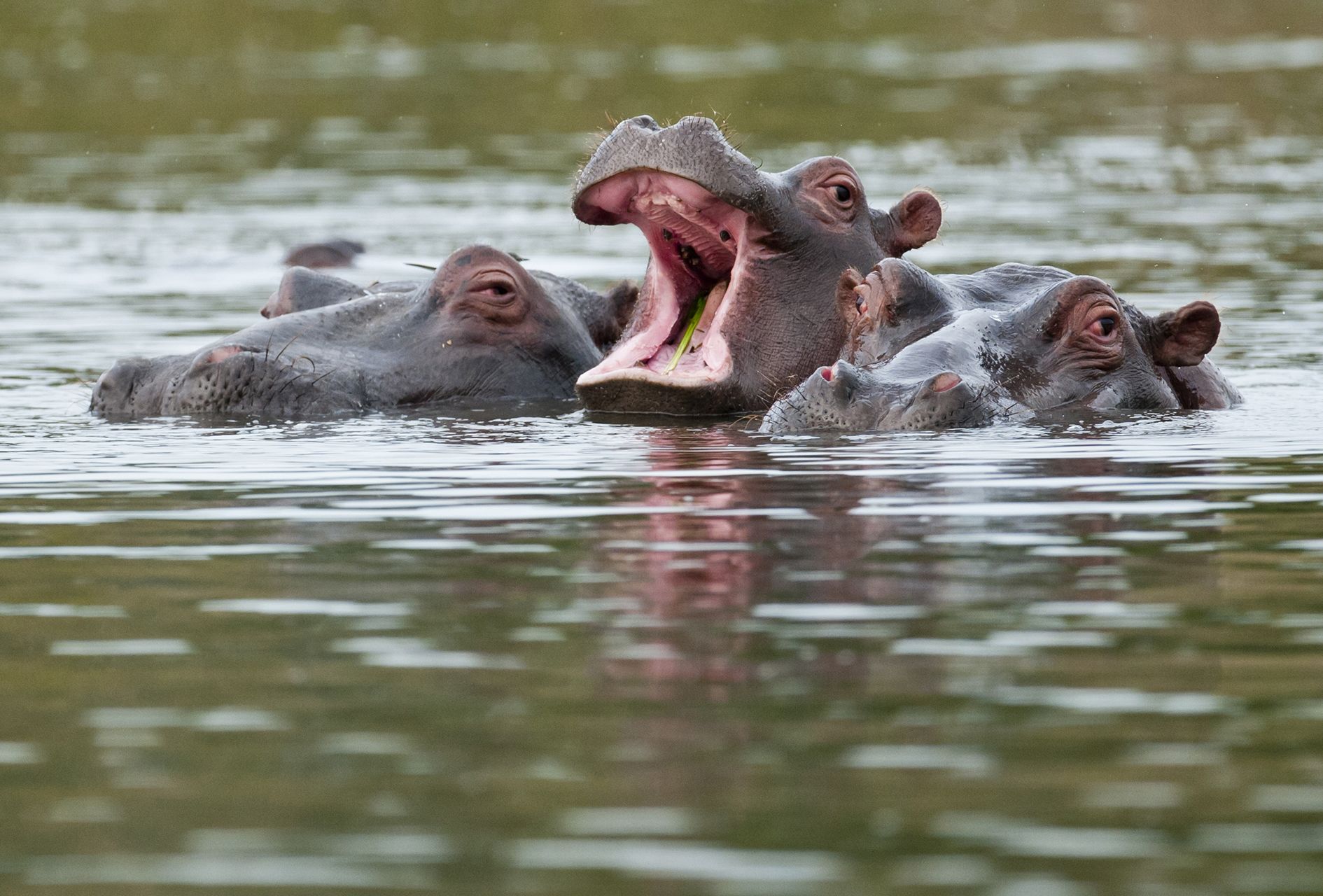 A group of hippos partially submerged in water.