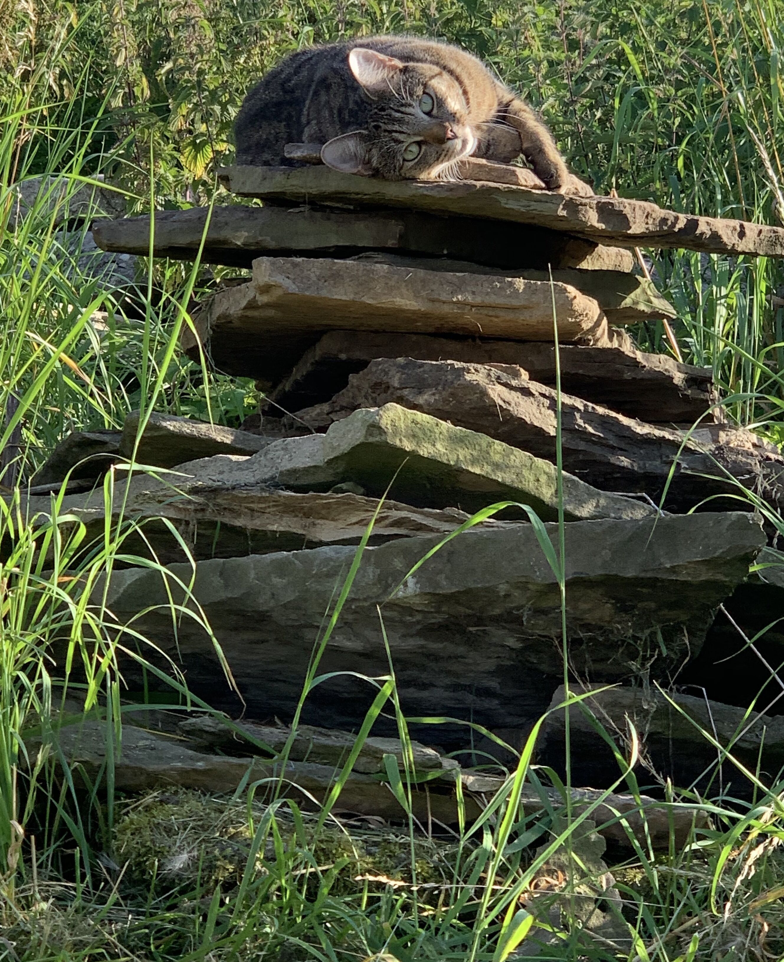 A cat resting on a stack of logs in a grassy area.
