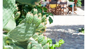 A cactus plant with green leaves and small flowers in a garden setting. - Is Scabas (Solarussa)