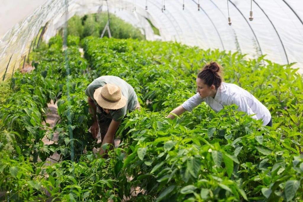 A greenhouse with rows of plants, a person in a hat, and another person in a white shirt.