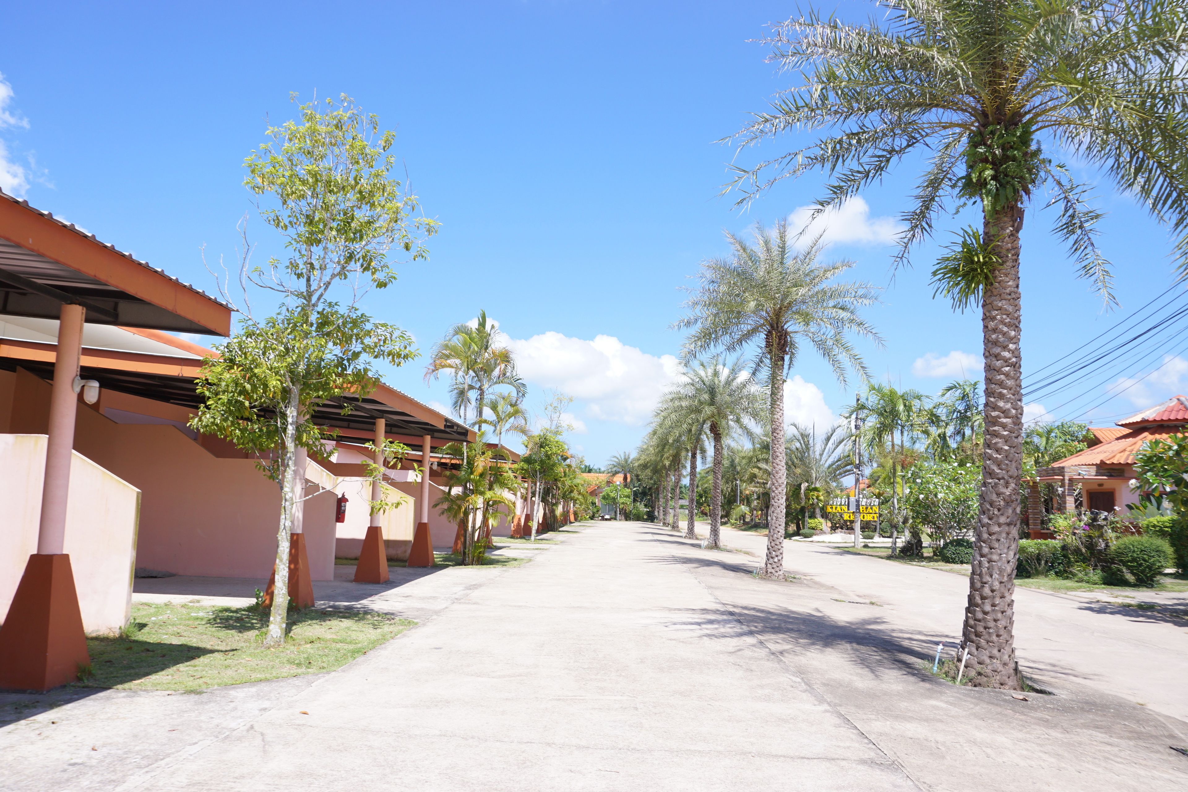 Una calle tranquila bordeada de palmeras y edificios con tejados rojos.