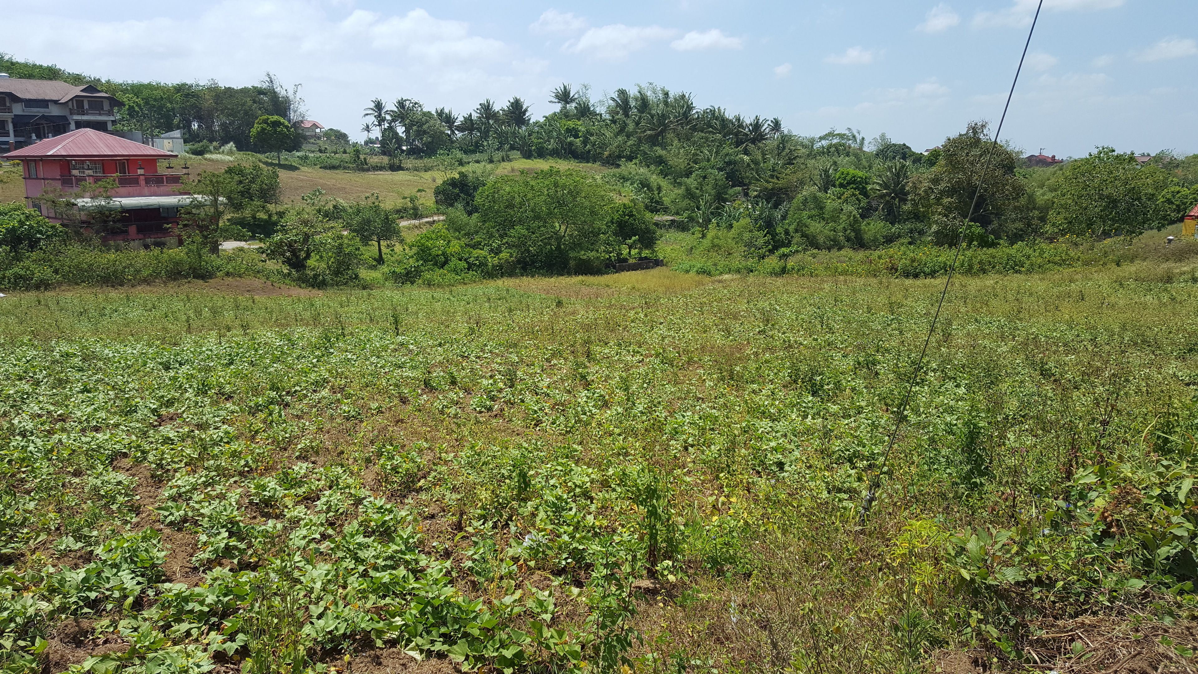 A field with crops, a red building, and dense greenery in the background.