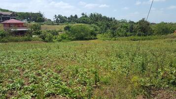 A field with crops, a red building, and dense greenery in the background.