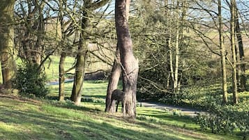 A natural landscape with a prominent tree, grassy areas, and a clear sky.