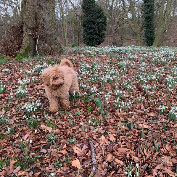 Pet-friendly - Scarborough Hill Country Inn (North Walsham)