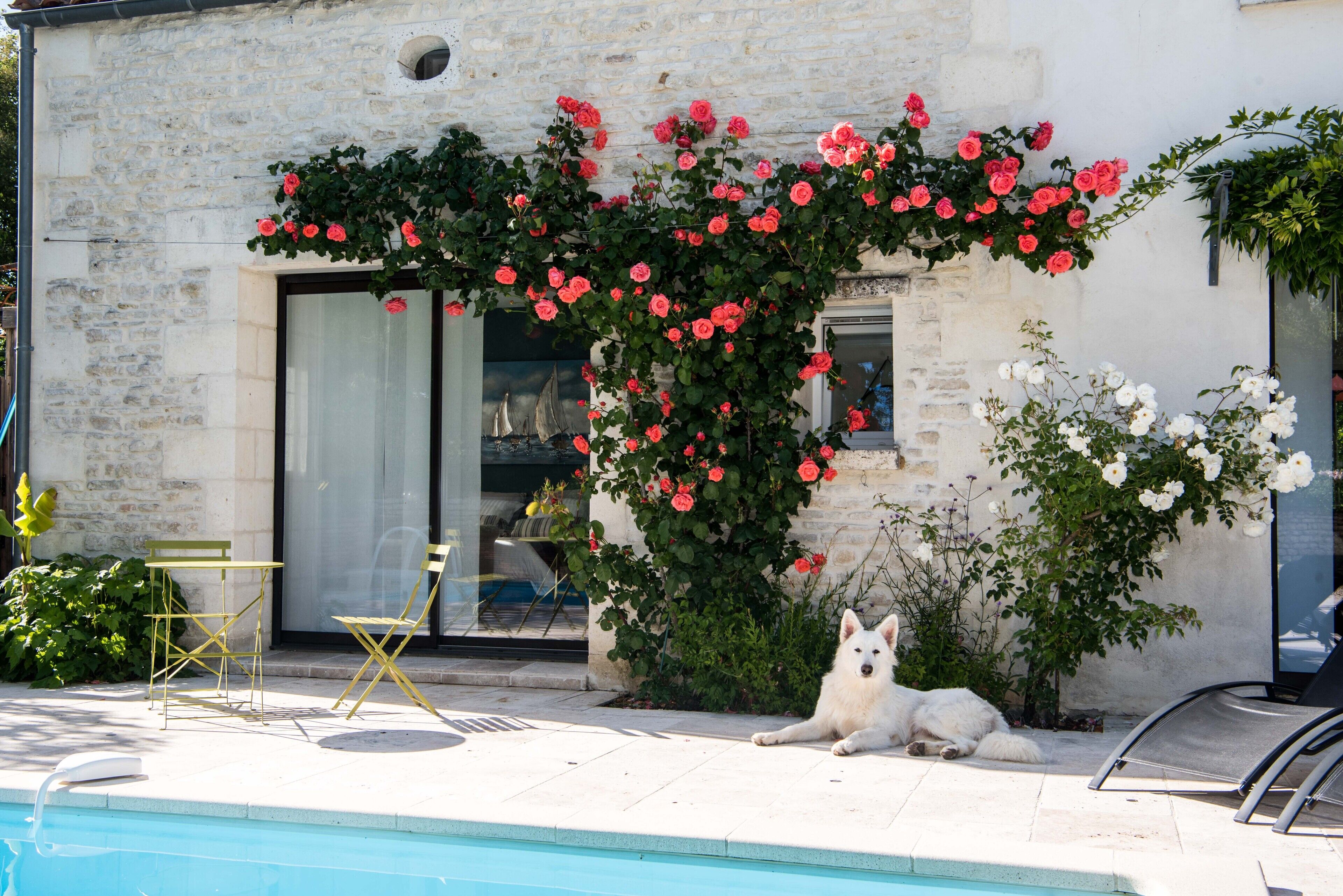 Un edificio blanco con fachada de piedra, una piscina y un perro blanco recostado junto a la piscina.