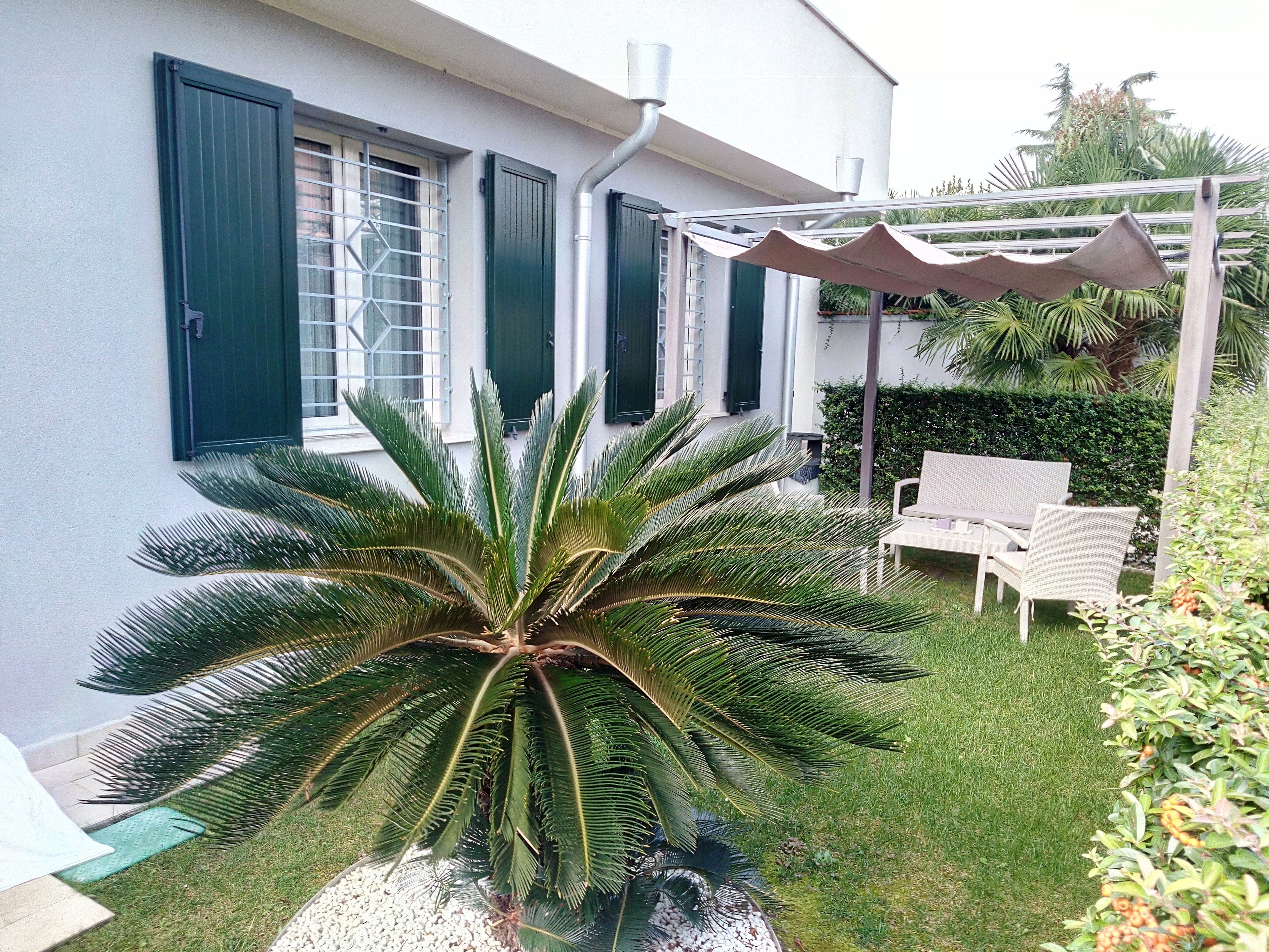 A white house with green shutters, a palm tree, and a patio with two wicker chairs and a table.