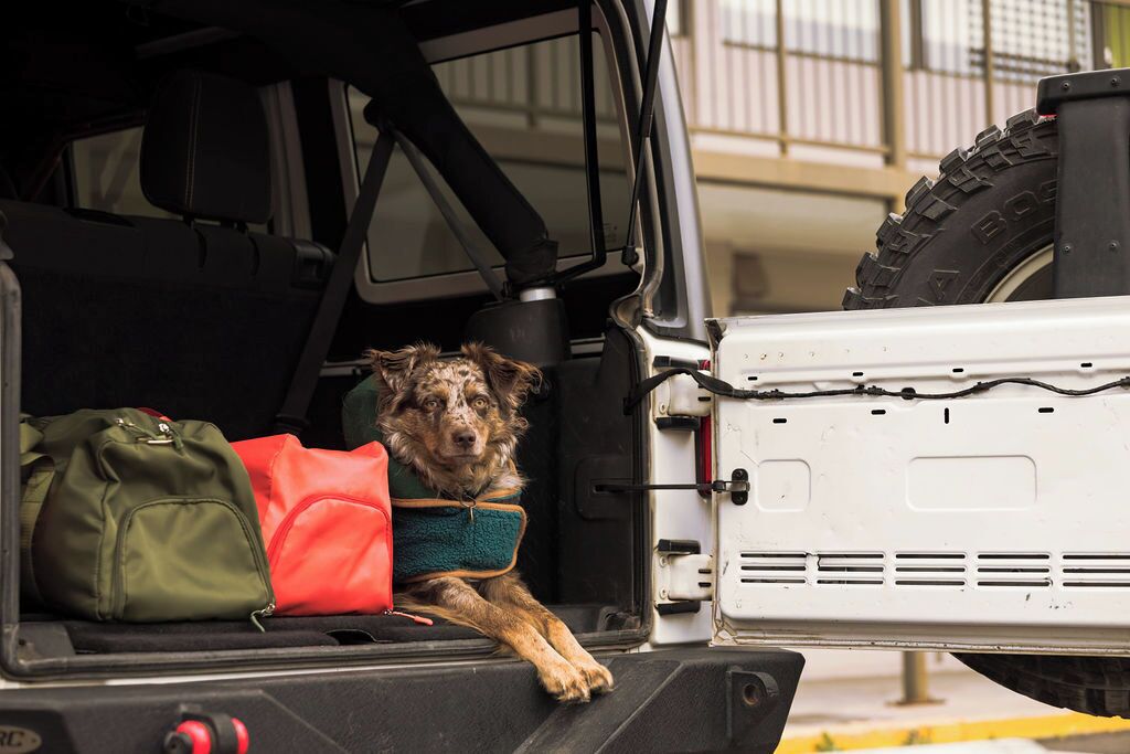 Un chien se trouve dans la partie arrière ouverte d’un véhicule, à côté d’un sac vert et d’un sac rouge.