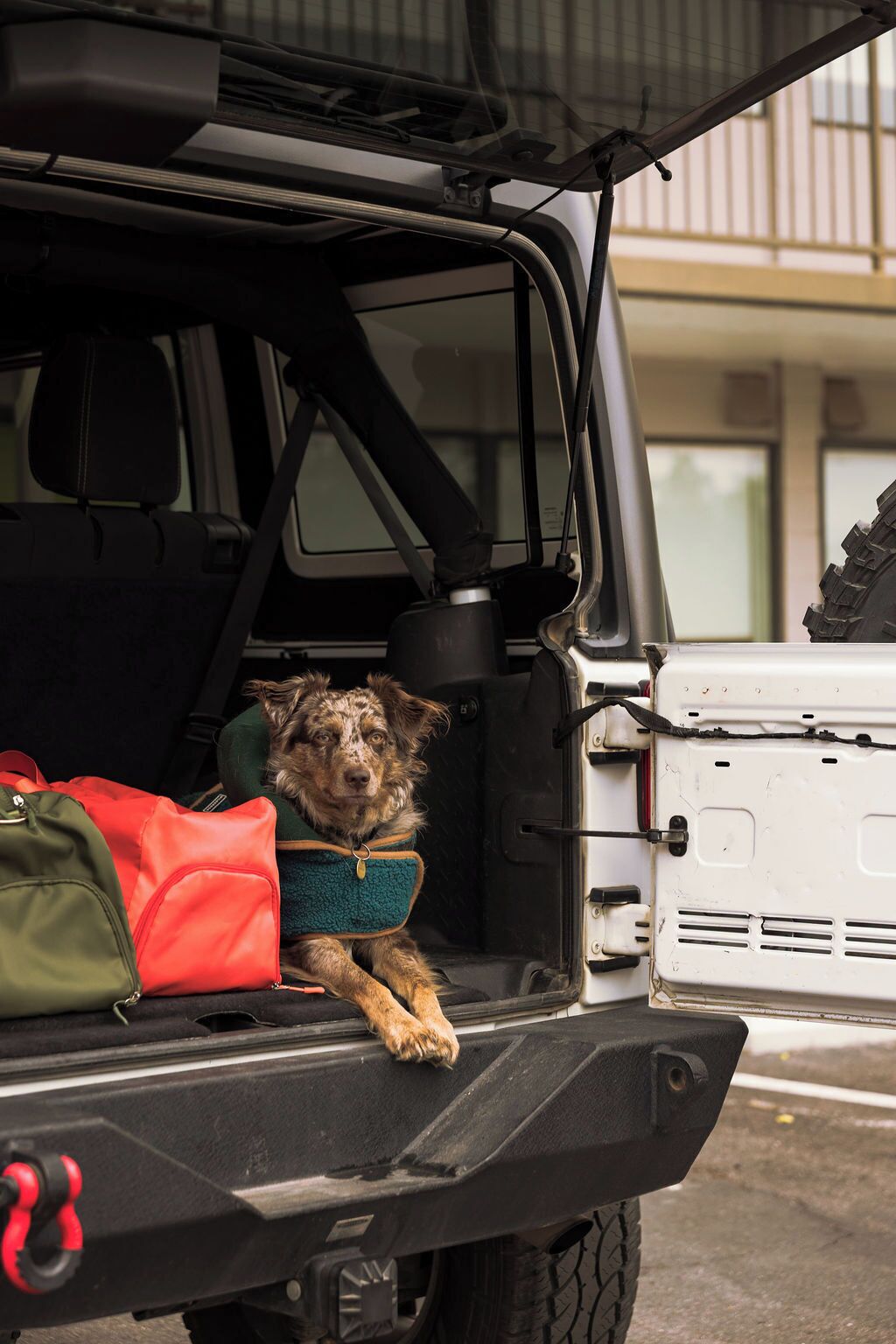 Ein Hund im Laderaum eines Fahrzeugs mit einer roten Tasche und einer grünen Tasche.