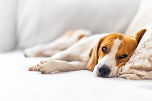 Un perro recostado en una cama con un almohadón blanco.