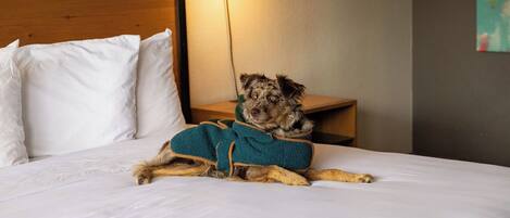 A dog lying on a bed with white bedding, a teal blanket, and a wooden headboard.