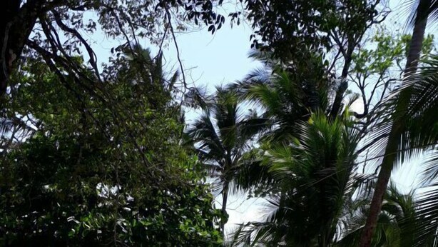 Beach - Cabañas Turisticas Estefany (Bocas del Toro)