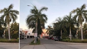 A street view with palm trees, a speed limit sign, and parked cars.