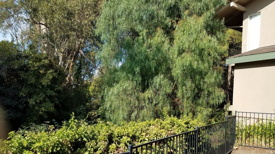 Olive Tree Inn & Suites