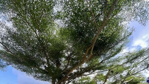 ห้องสแตนดาร์ดทวิน | ลานระเบียง/นอกชาน