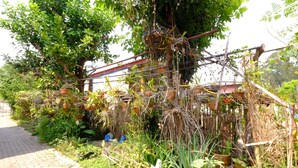Un jardín con plantas en macetas, una estructura de madera y un camino de ladrillo.