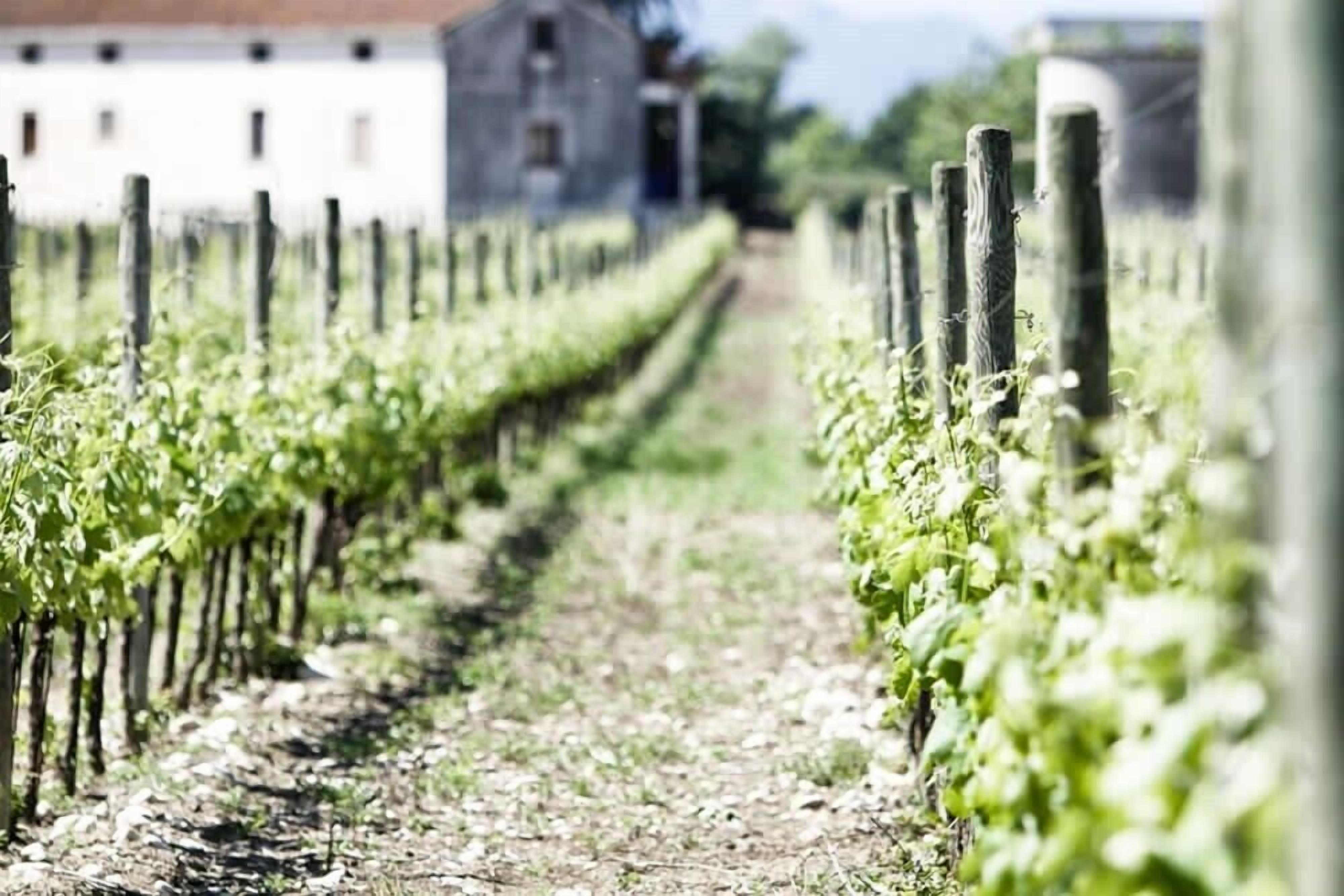 A vineyard with rows of grapevines and a building in the background.