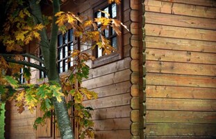 Un edificio rústico de madera con ventanas amplias y un árbol con hojas otoñales en primer plano.