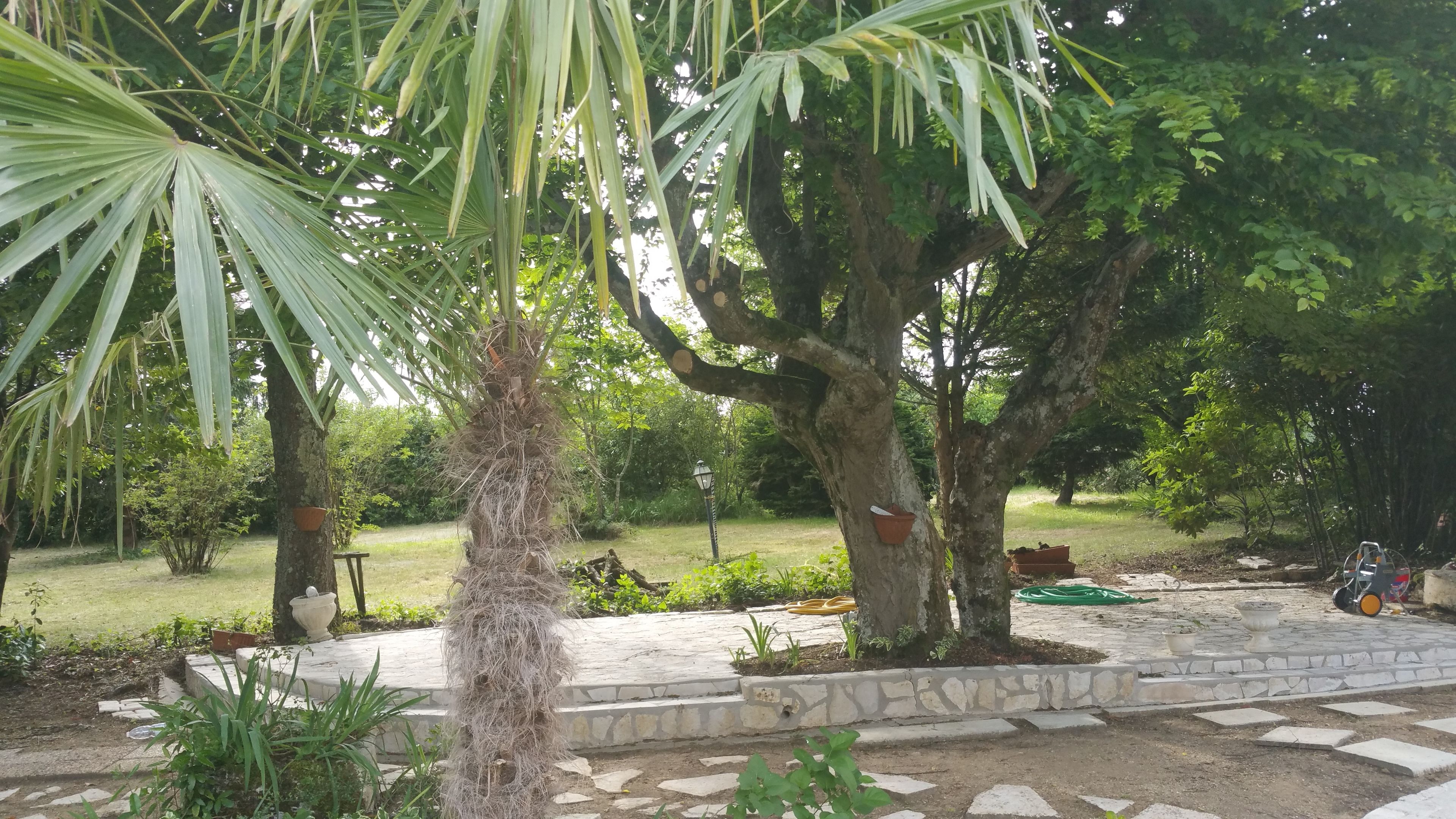 Een tuin met stenen paden, palmbomen en diverse beplanting.