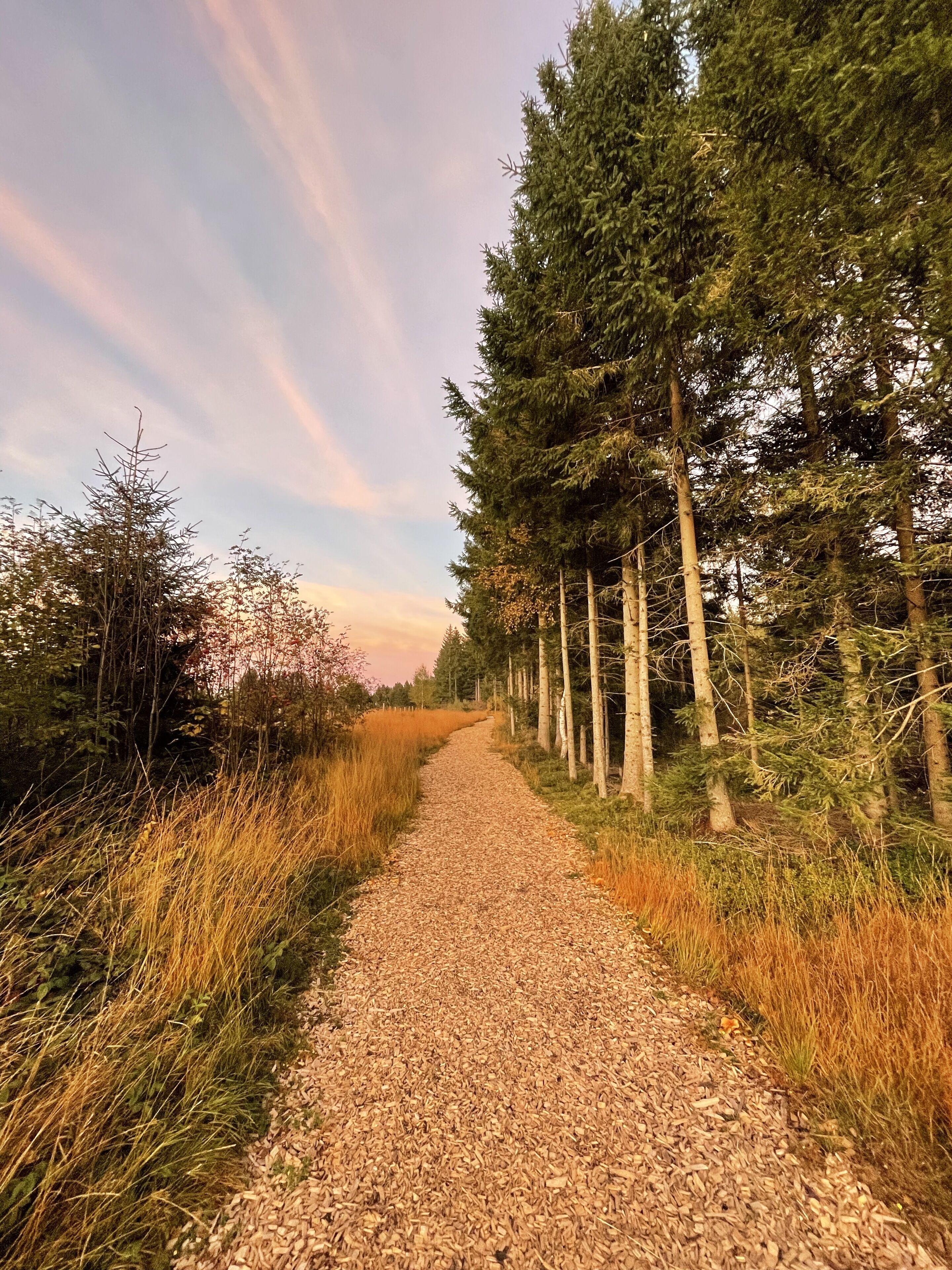A gravel path flanked by tall trees and tall grasses.