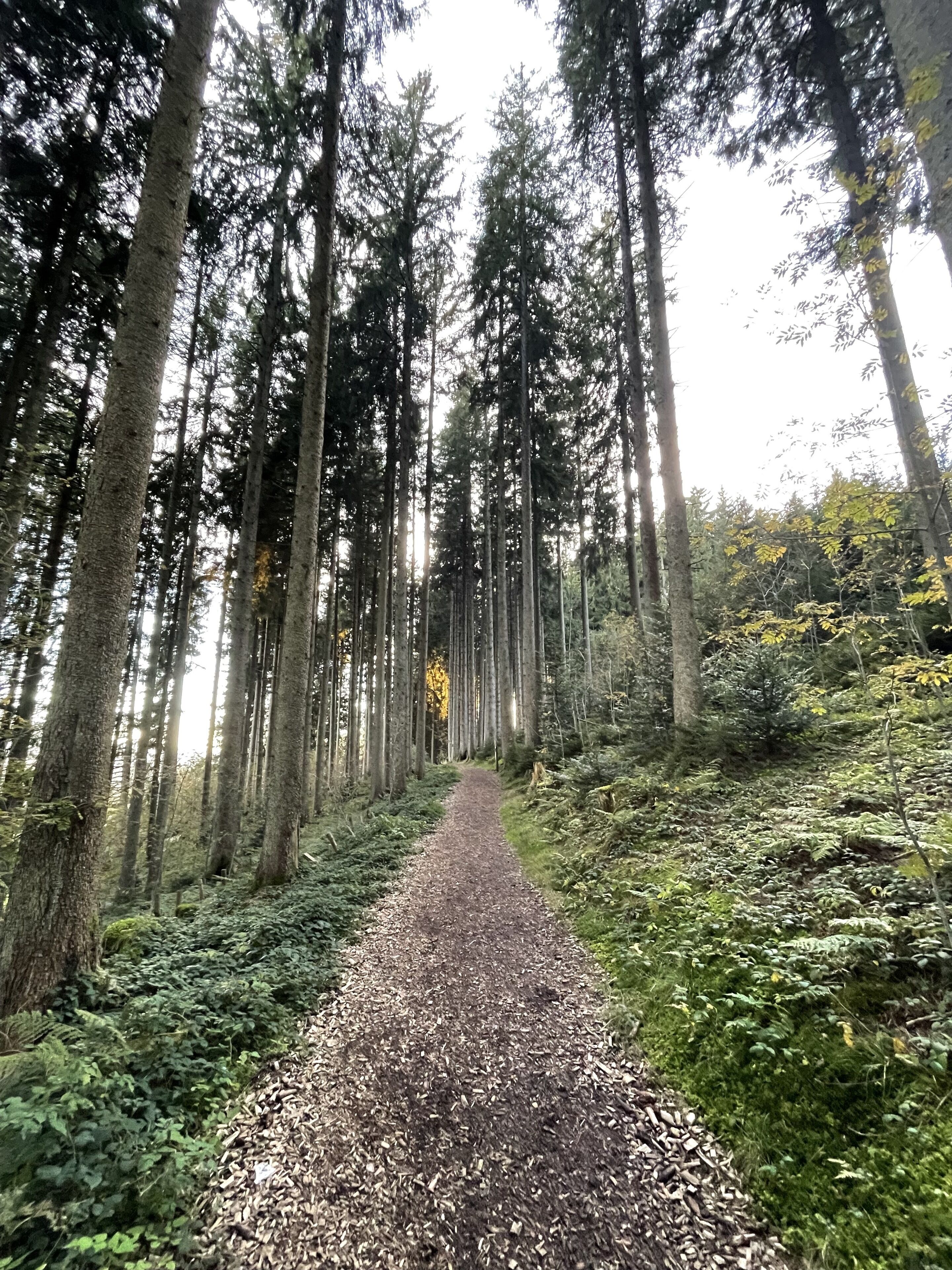 A forest path surrounded by tall trees.